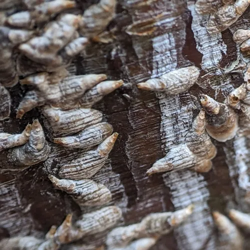 Oystershell Scale