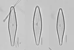 Gomphoneis eriensis thumbnail 2