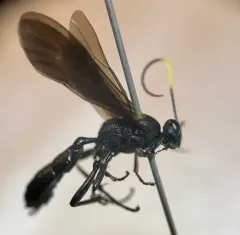 Stenichneumon culpator thumbnail 2