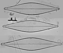 Craticula cuspidata thumbnail 2