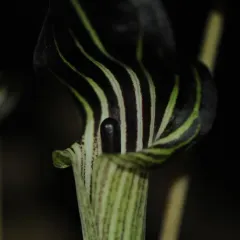 Jack-in-the-Pulpit thumbnail 4