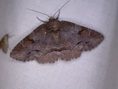 Washed-out Zale Moth thumbnail 4