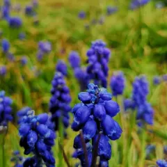 common grape hyacinth thumbnail 2