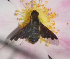 Hemipenthes seminiger thumbnail 2