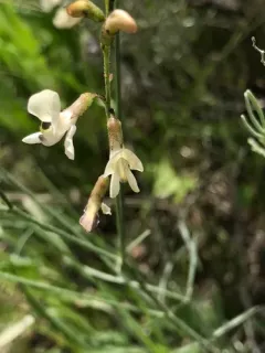 Lesser Rushy Milkvetch thumbnail 2