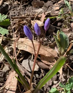 Alpine Squill thumbnail 3