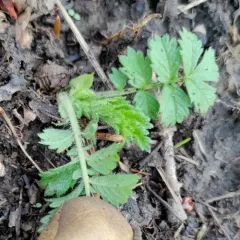 swamp agrimony thumbnail 3
