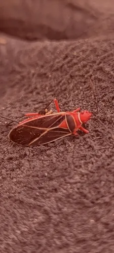 Common Cotton Stainer Bug