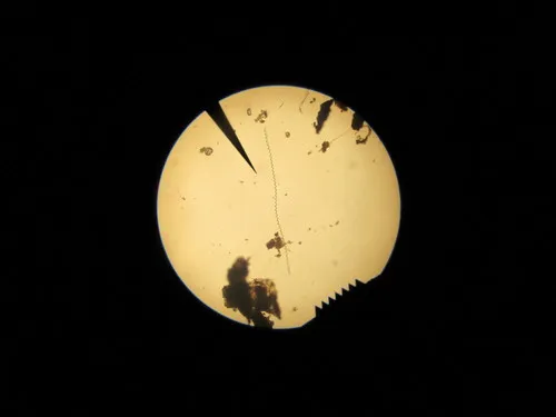 Arthrospira jenneri