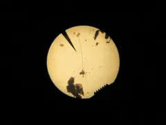 Arthrospira jenneri thumbnail 1