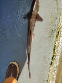Brown Smooth-hound thumbnail 2