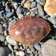 Graceful Rock Crab thumbnail 3