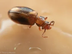 Derodontus trisignatus thumbnail 2