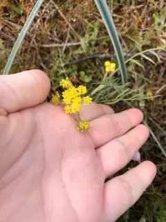 Rollins' Biscuitroot thumbnail 2