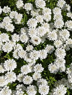 Perennial Candytuft thumbnail 2