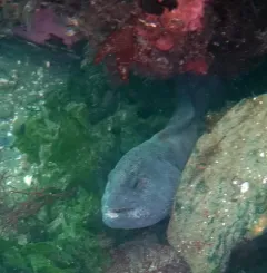 Wolf Eel thumbnail 3