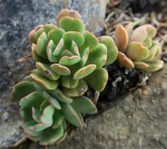 roseflower stonecrop thumbnail 2