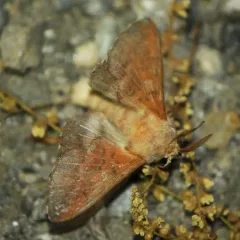 American Lappet Moth thumbnail 4