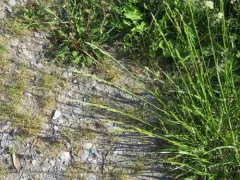 meadow fescue thumbnail 2