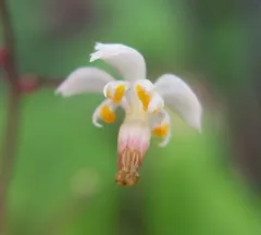 redwood inside-out flower thumbnail 2