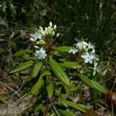 Western Labrador Tea thumbnail 1