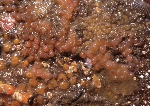 Cryptophyton goddardi