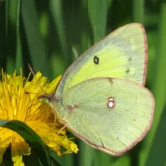 Clouded Sulphur thumbnail 3