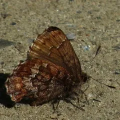 Eastern Pine Elfin thumbnail 2