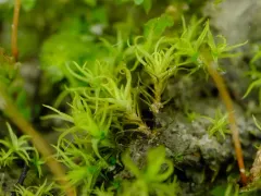Cylindric Beard-moss thumbnail 2