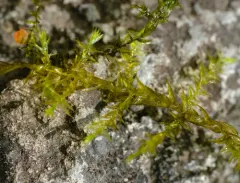 Streamside Leptodictyum Moss thumbnail 3