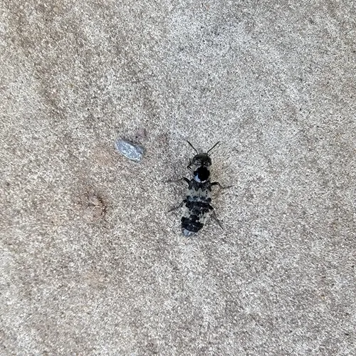 hairy rove beetle