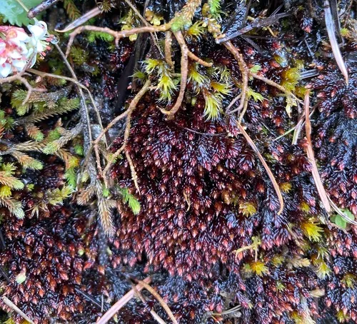Glossy Red Bryum Moss