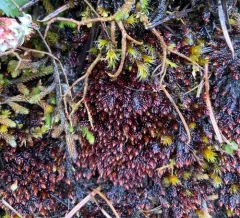Glossy Red Bryum Moss thumbnail 1