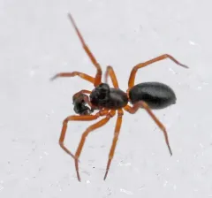 Walckenaeria castanea thumbnail 1