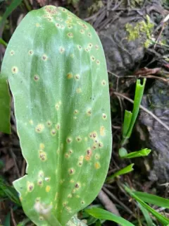 Uromyces erythronii thumbnail 1