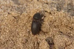 Agrypnus rectangularis thumbnail 2