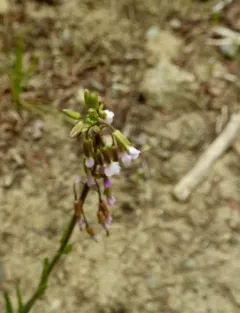 Collins' rockcress thumbnail 4