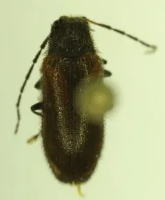 Macropogon testaceipennis thumbnail 2