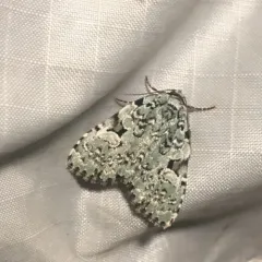 Green Leuconycta Moth thumbnail 4
