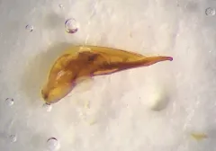 Tachinus rufipes thumbnail 2