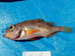 Deepwater Redfish thumbnail 2