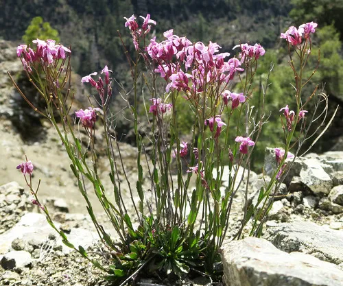 McDonald's rockcress