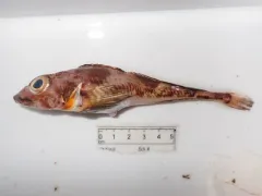 Moustache Sculpin thumbnail 2