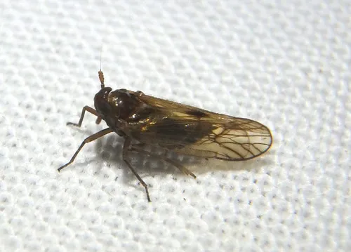 Pareuidella weedi
