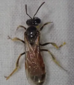 Texas Nocturnal Sweat Bee thumbnail 2