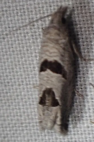 Pelochrista costastriata