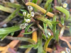 Sharp-pod Pepper-grass thumbnail 3