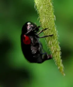 Eastern Babia thumbnail 1