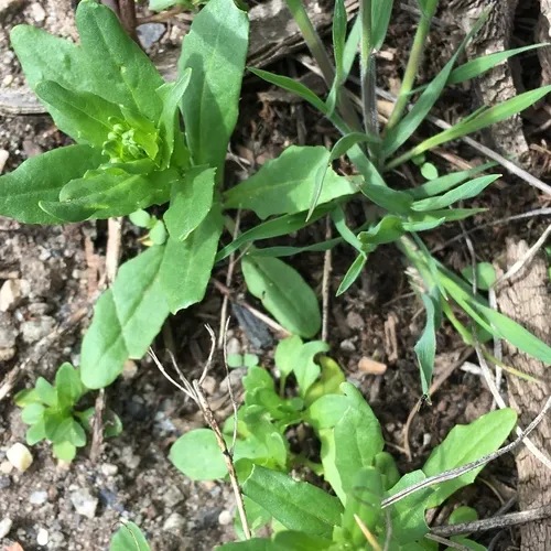 field penny-cress