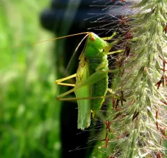 Common Meadow Katydid thumbnail 2